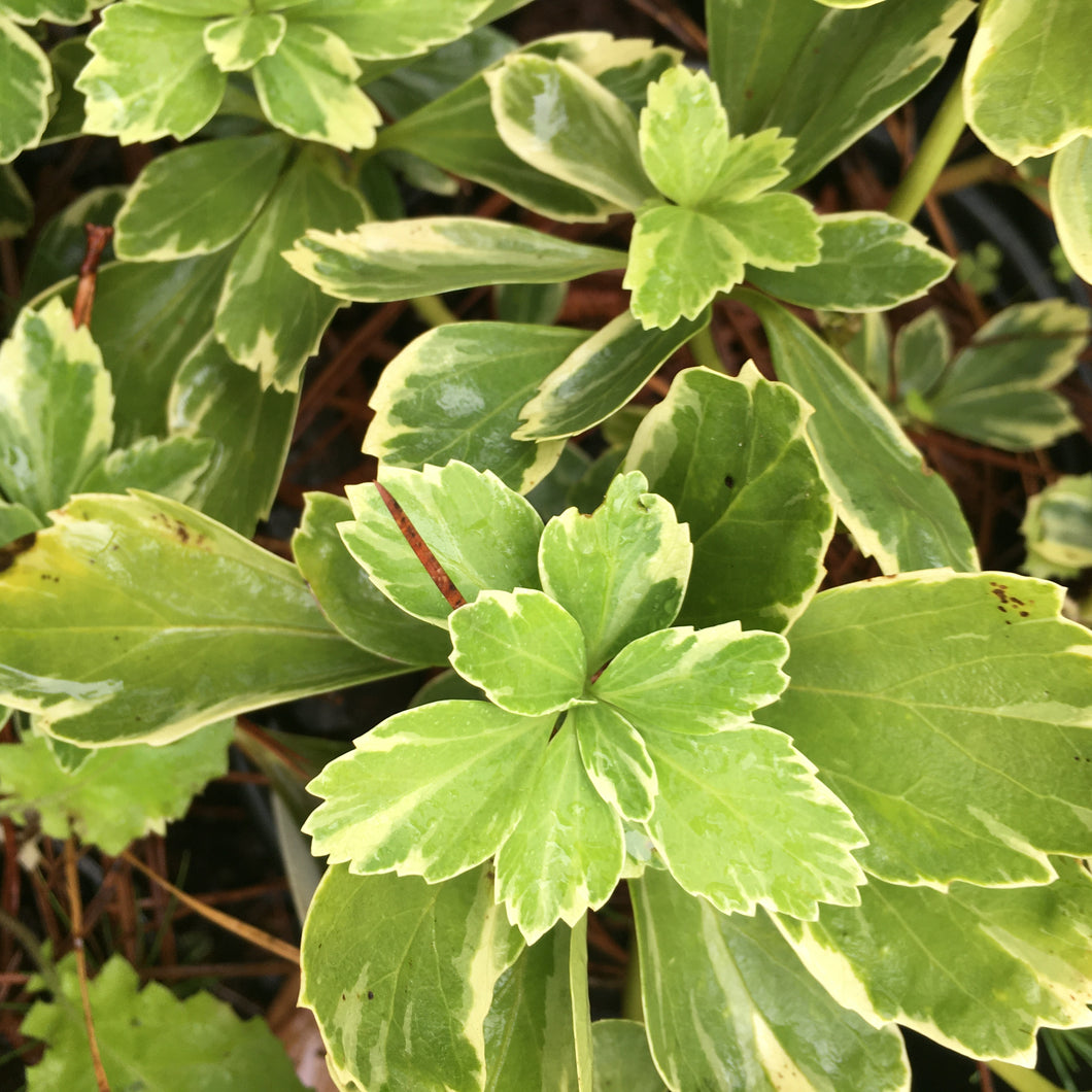 Variegated Pachysandra 'Silver Edge