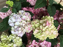 Endless Summer Hydrangea