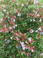 Bumblebee Abelia