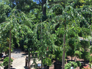 Weeping Double Pink Cherry