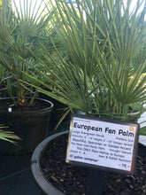 European Fan Palm