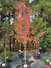 Red Sunset Maple