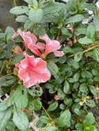 Autumn Sunburst Encore Azalea