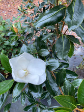 Little Gem Magnolia