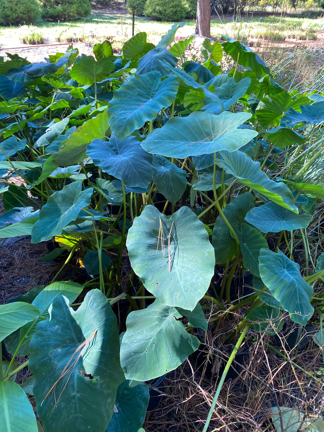 Elephant Ear