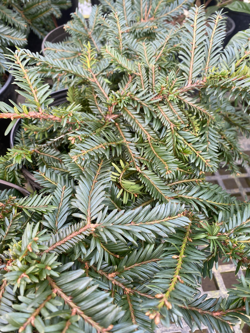 Emerald Spreader Japanese Yew – Toms Creek Farm & Nursery