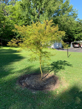 Seiryu Cutleaf Japanese Maple