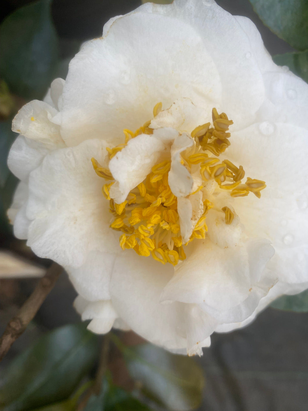 Nuccio's Gem Camellia Toms Creek Farm & Nursery