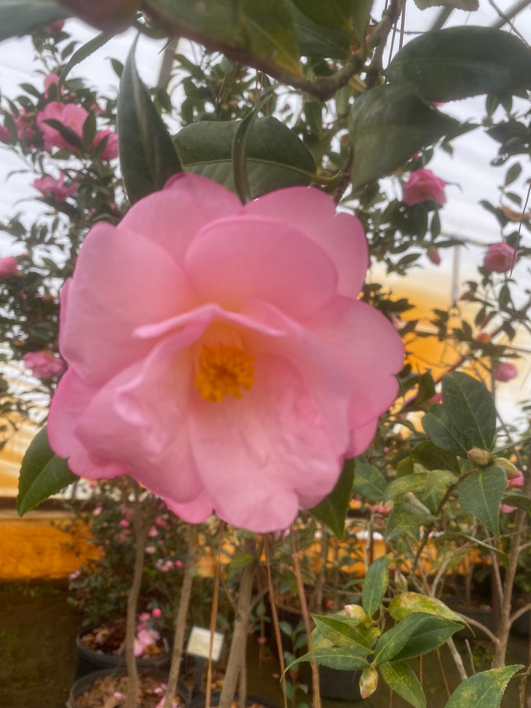 Taylor's Perfection Camellia – Toms Creek Farm & Nursery