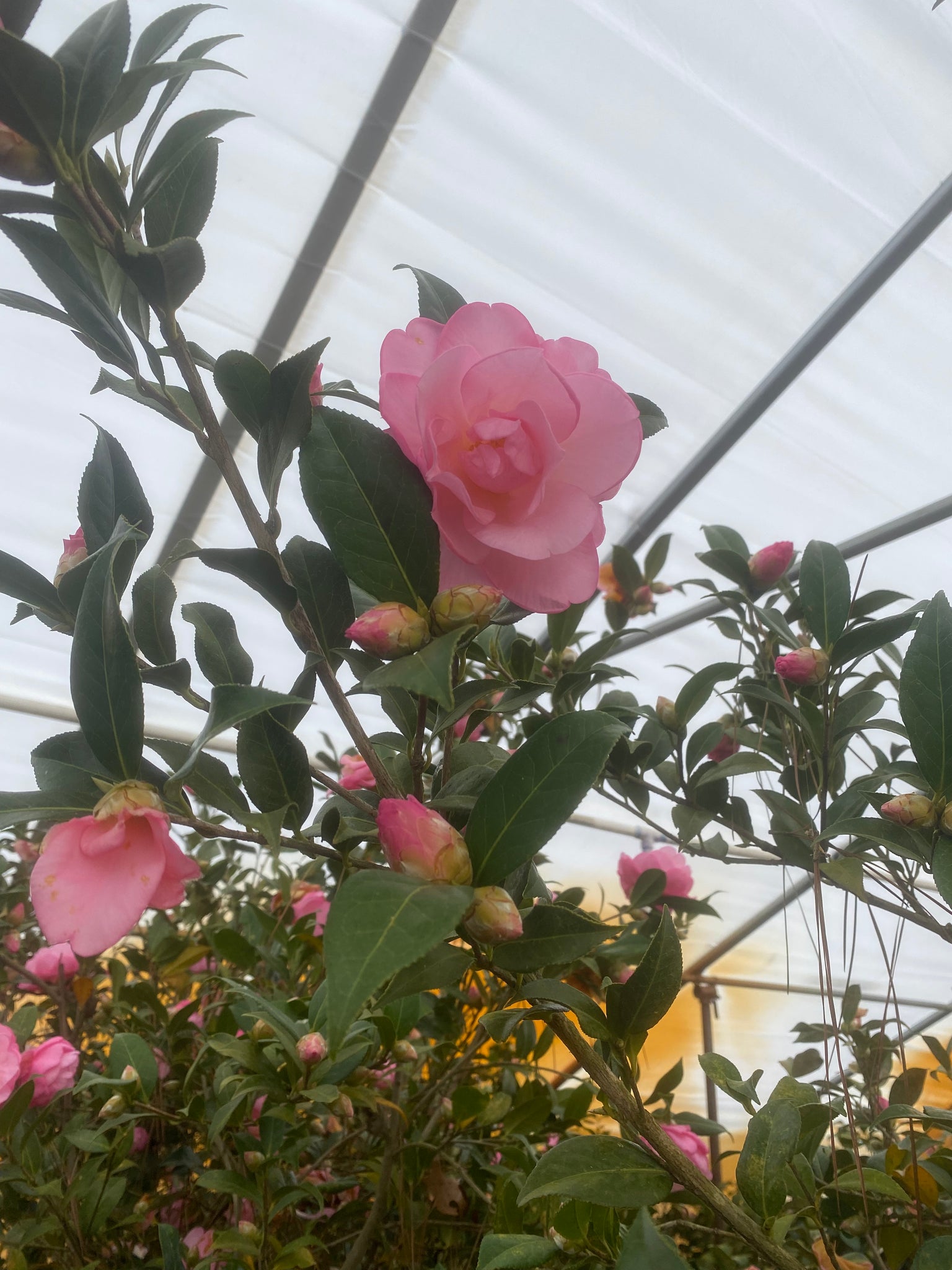 Taylor's Perfection Camellia – Toms Creek Farm & Nursery