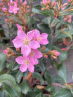 Dwarf Pink Indian Hawthorn