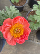 Pink Hawaiian Coral Peony