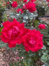 Double Red Knock Out Rose