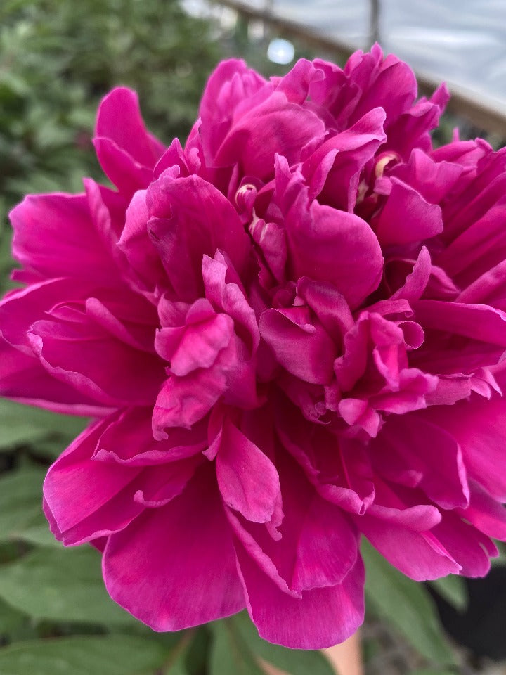 Karl Rosenfield Peony