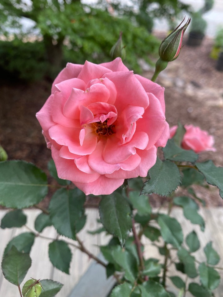 Coral Knockout Rose – Toms Creek Farm & Nursery