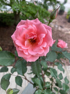 Coral Knockout Rose