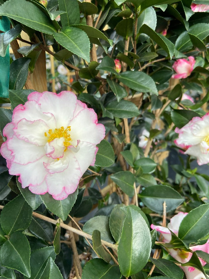 October Magic Inspiration Camellia – Toms Creek Farm & Nursery