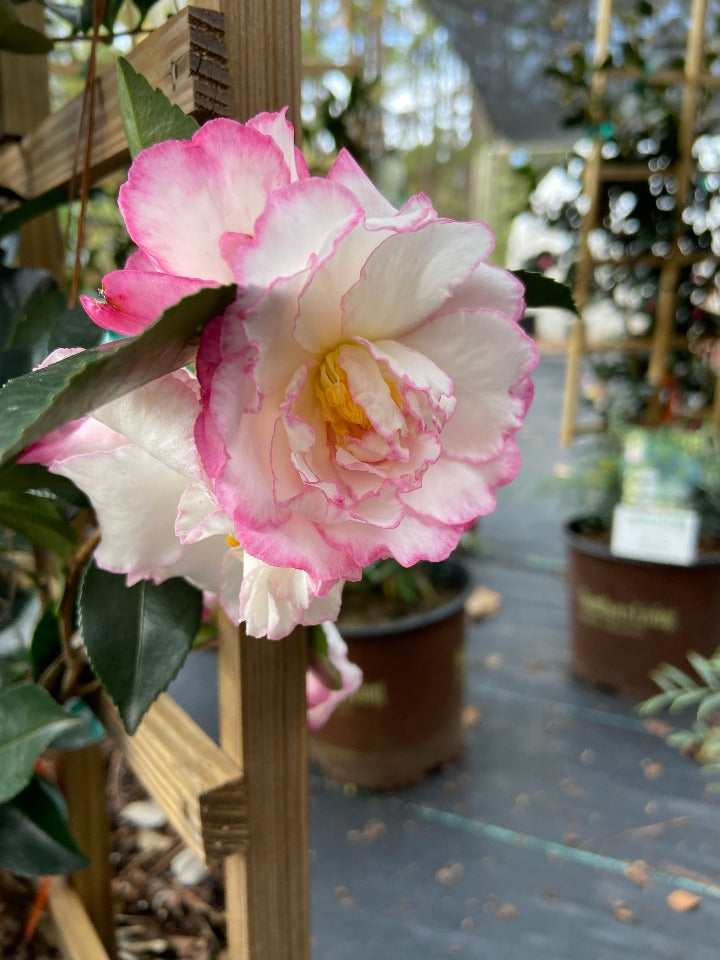 October Magic Inspiration Camellia – Toms Creek Farm & Nursery