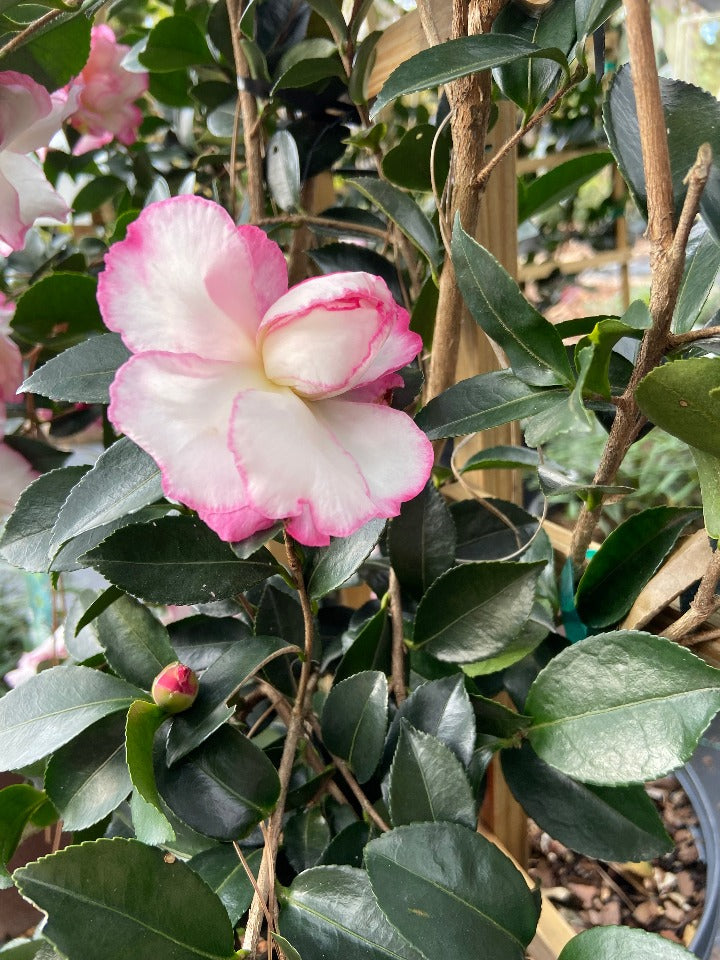 October Magic Inspiration Camellia – Toms Creek Farm & Nursery