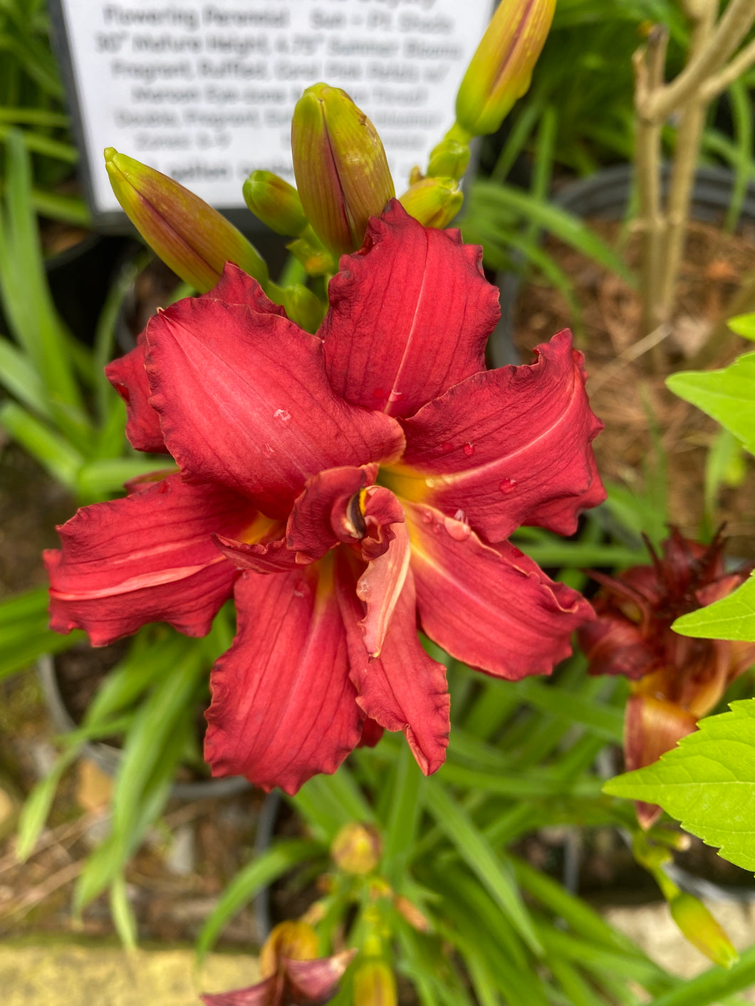 Double Pardon Me Daylily