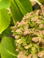 Pistachio Hydrangea