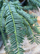 Mary Flemming Plum Yew