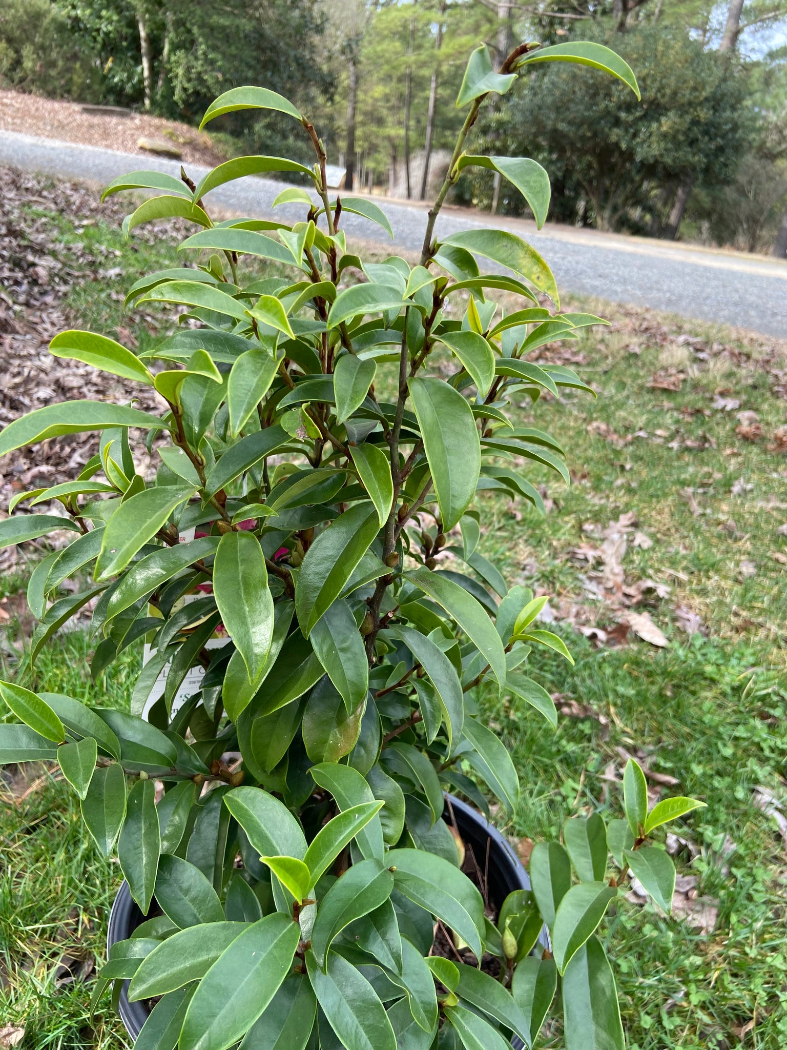 Stellar Ruby Banana Shrub – Toms Creek Farm & Nursery