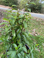 Stellar Ruby Banana Shrub