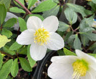 Jacob Lenten Rose