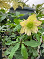 First Dance Lenten Rose