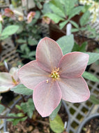 Merlin Lenten Rose