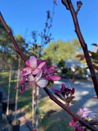 Profusion Crabapple