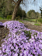 Emerald Cushion Blue Creeping Phlox