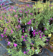 Arctic Blaze Purple Salvia