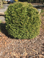 Hetz's Midget Arborvitae