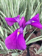 Japanese Variegated Iris