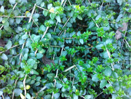 Japanese Boxleaf Honeysuckle  (Yunnan)