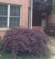 Tamukeyama Japanese Maple