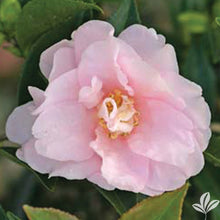 Jean May Camellia