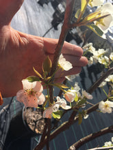 Kieffer 'Improved' (fruiting) Pear