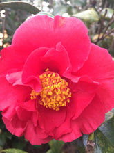 Kramer's Supreme Camellia