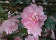 Cotton Candy Camellia