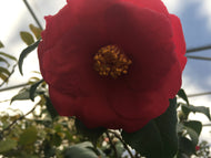 Lady Clare Camellia