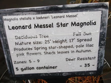 Leonard Messel Star Magnolia