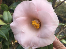 Magnolia Camellia