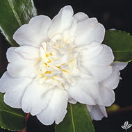Mine No Yuki Camellia  - White Dove
