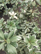 Variegated Mock Orange - Pittosporum