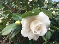 Nuccio's Gem Camellia