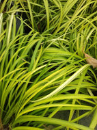 Golden Sweet Flag 'Ogon'