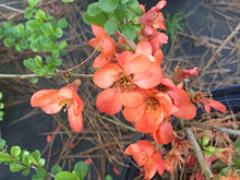 Orange Delight Japanese Flowering Quince